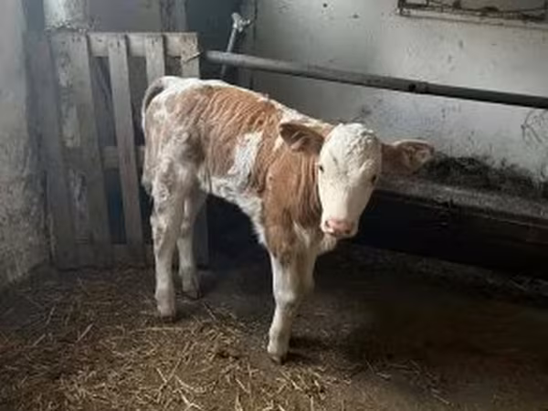 ثور, Simmental cattle