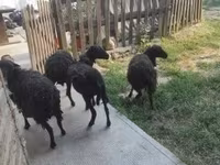 母羊, Ouessant sheep — 照片 2