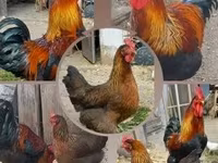 Chickens — الصورة 1