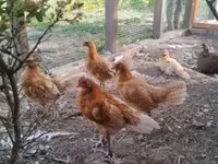 Chickens — foto 3