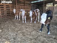 Bika, Simmental cattle — 6. fotó