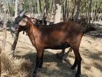 Nőstény kecske, Nubian Goat — 1. fotó