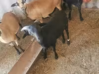 Ziegenbock, Ziegen — Foto 4