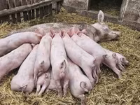 मादा सूअर, Крупная белая — फ़ोटो 2