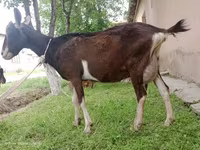 Nőstény kecske, Alpine goat — 3. fotó