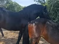 母马, Friesian — 照片 1