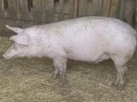 Boar, Pigs — photo 5