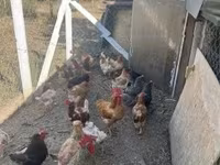 Chickens — 3. fotó