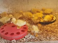 Chickens — Foto 6