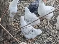Chickens — foto 1