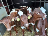 Bika, Simmental cattle — 2. fotó