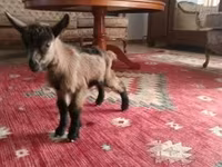 Bak, Alpine goat — 1. fotó