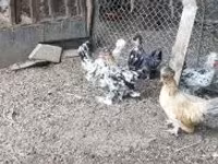Chickens — foto 8