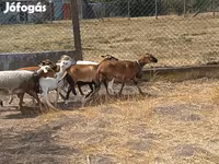 Juh, Cameroon sheep — 5. fotó