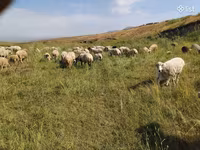 Oveja, Balbas sheep — foto 2