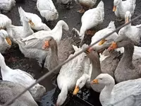 Ducks — फ़ोटो 1