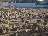 Guinea fowl — Foto 5
