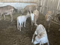 Cabras (lote, sexo no especificado), Alpine goat — foto 7