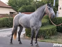 فرس, Appaloosa — الصورة 2