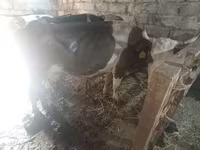Tehén, Simmental cattle — 3. fotó