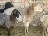 Widder, Arashan sheep — Foto 2