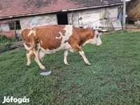 ثور, Simmental cattle — الصورة 6