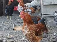 Chickens — 照片 3