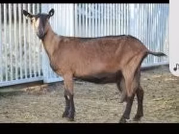 母山羊, Alpine goat