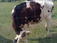 Bulle, Jersey-Rasse — Foto 8
