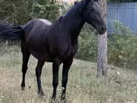Stute, Friesian — Foto 4