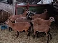 母羊, Cameroon sheep — 照片 1