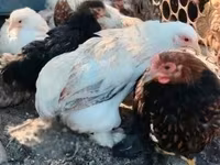 Pekin bantam — foto 1