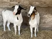 Cabra, Boer goat — foto 6