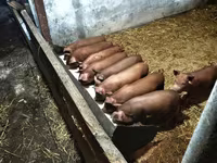 Pigs (batch, sex not specified), Дюрок — photo 2