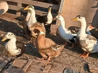 Ducks — zdjęcie 3