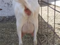 Chèvre, Saanen goat — photo 3