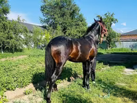 घोड़ा, Swedish warmblood horse — फ़ोटो 7