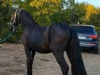 Horse (M), Friesian — photo 4