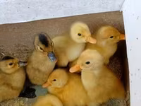 American Pekin — Foto 2