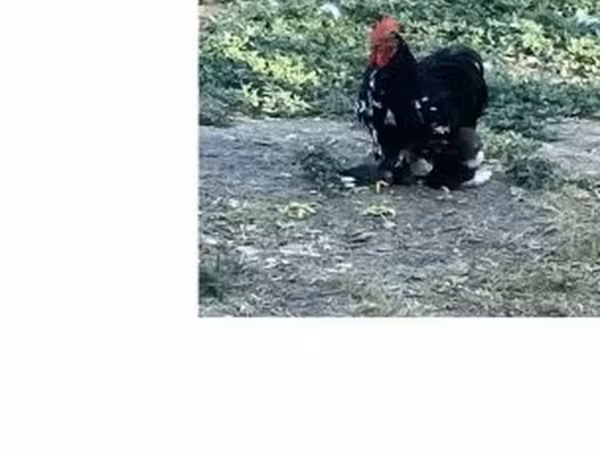Chickens — 匈牙利