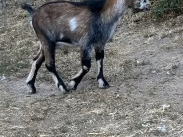 公山羊, Goats — 匈牙利
