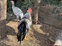 Chickens — 2-сурет