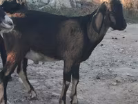 Ziegenbock, Nubian Goat — Foto 1