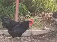 Australorp — Foto 3