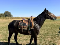 Cavalo, Karachay horse — foto 1