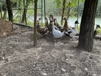 Ducks — الصورة 1