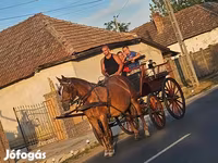 Kanca, Lovak — 1. fotó