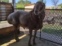 Schaf, Arashan sheep — Foto 2