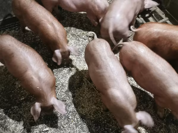Boar, Pigs