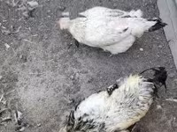 Chickens — الصورة 4